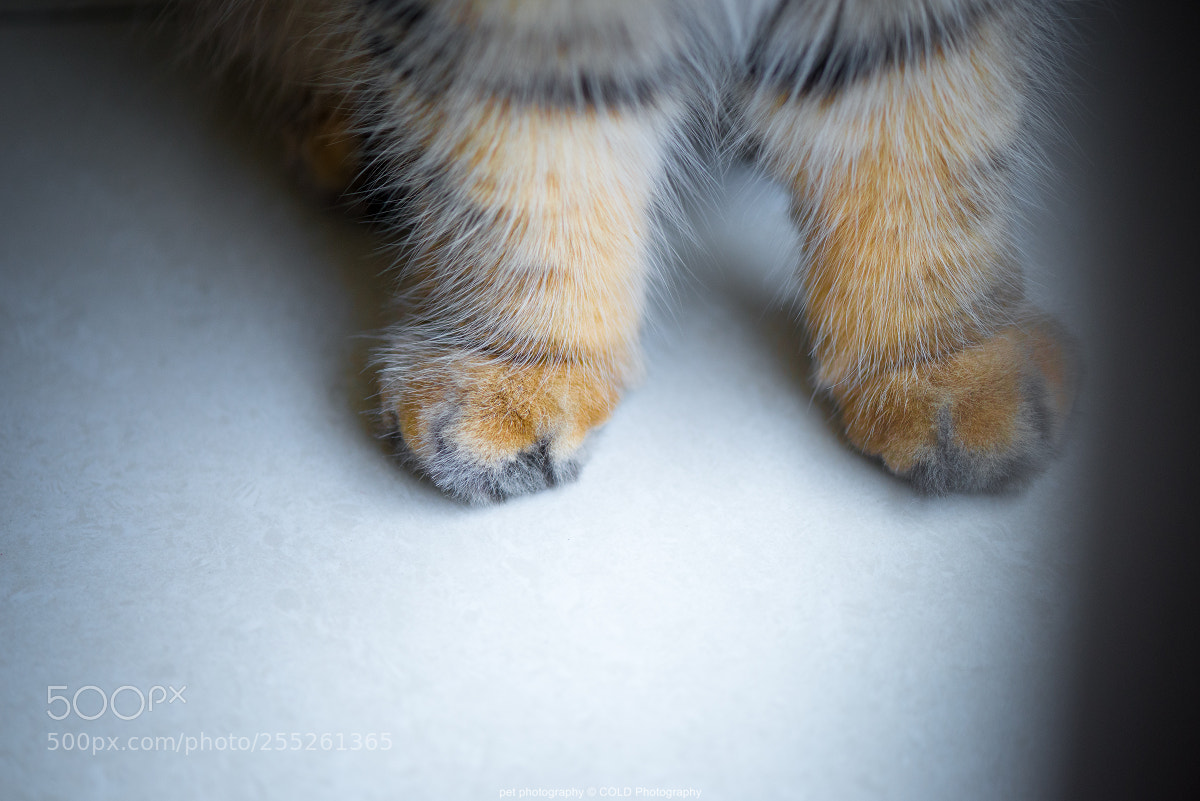 Nikon D610 sample photo. Adorable cats feet photography