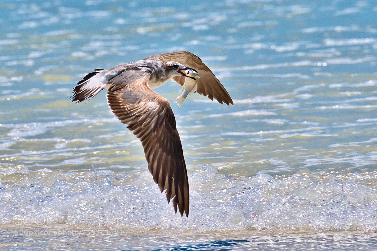 Nikon D500 sample photo. Flying gull with fish photography