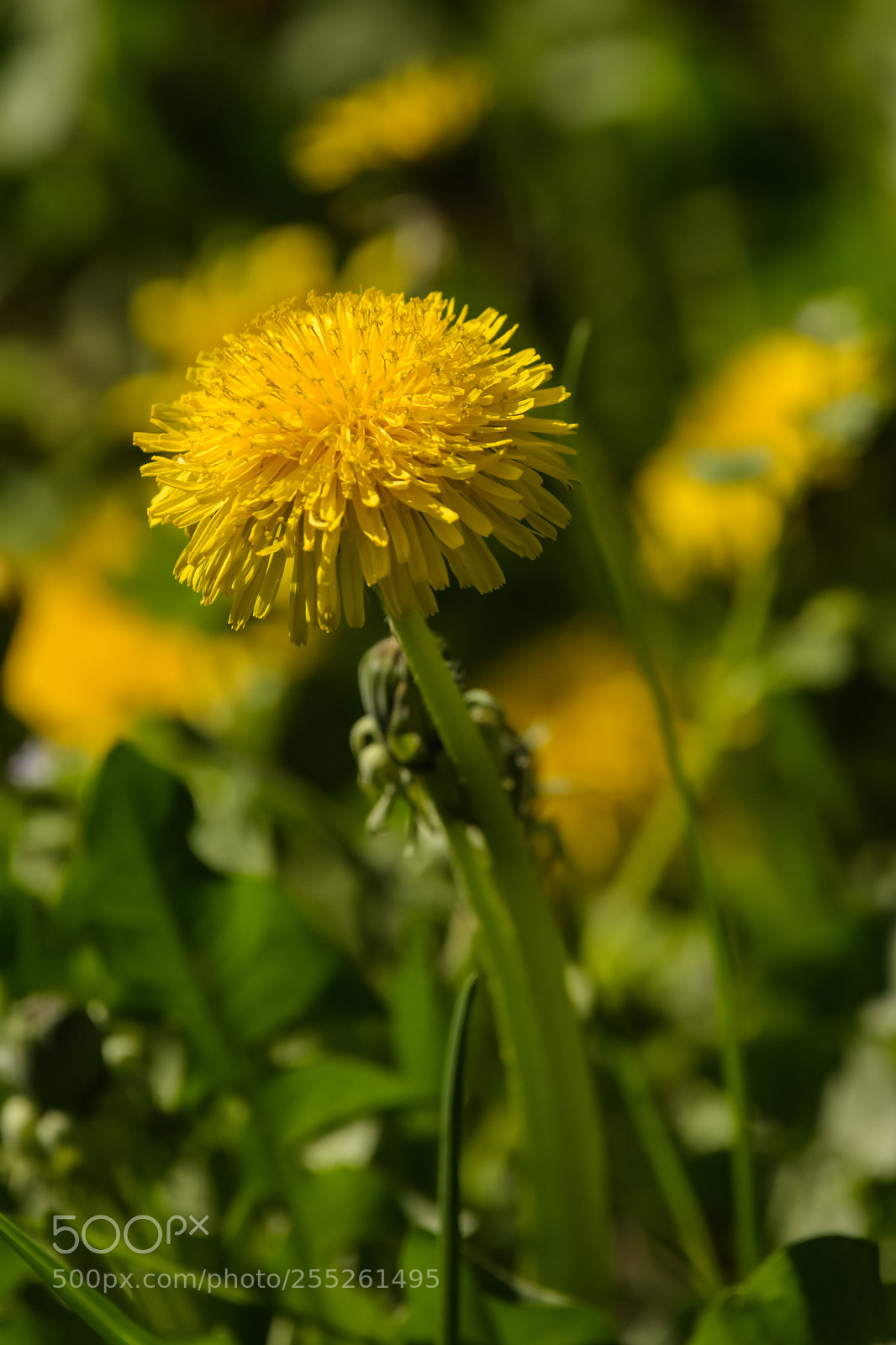 Nikon D7200 sample photo. Dandelion (taraxacum spec.) ' photography
