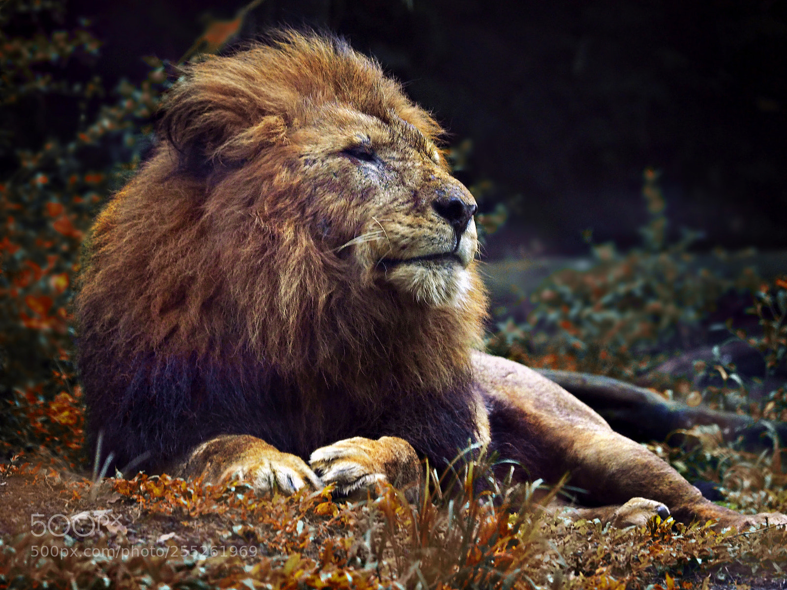 Olympus OM-D E-M1 sample photo. The king photography