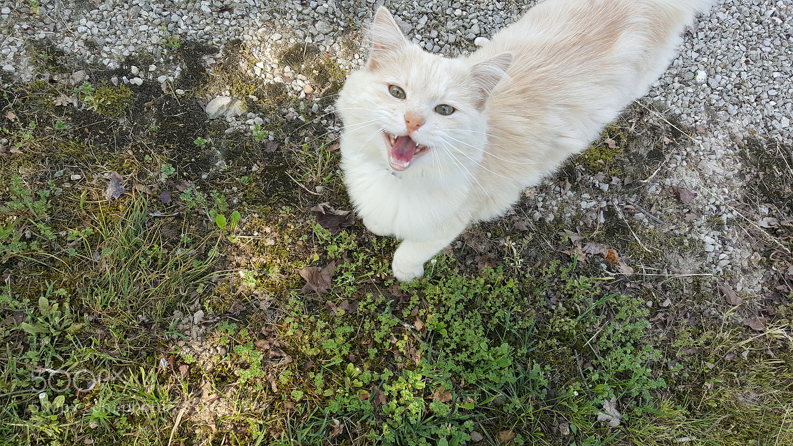 Samsung Galaxy S6 sample photo. A lovely cat photography