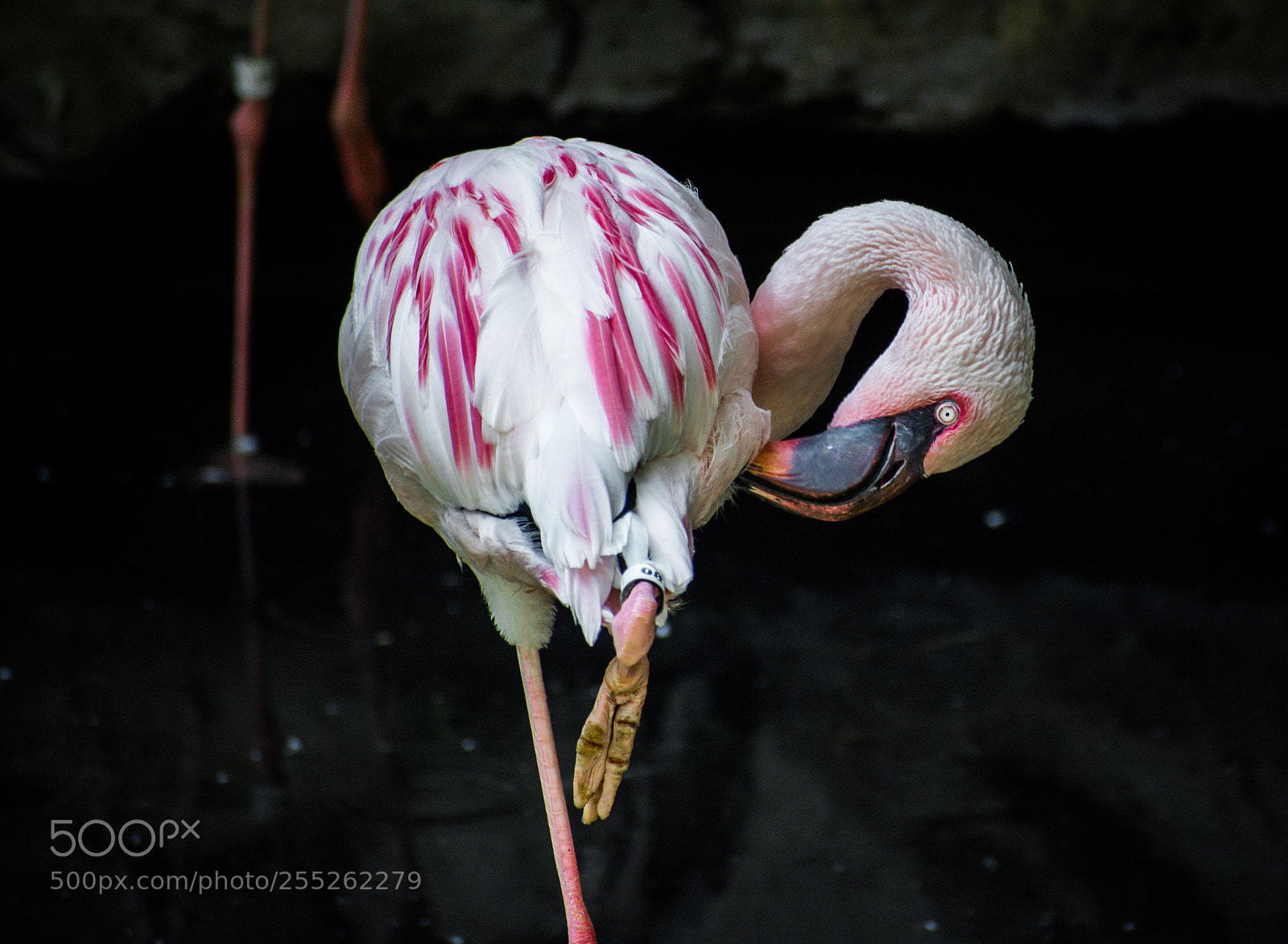 Nikon D7100 sample photo. Pink flamingo  photography