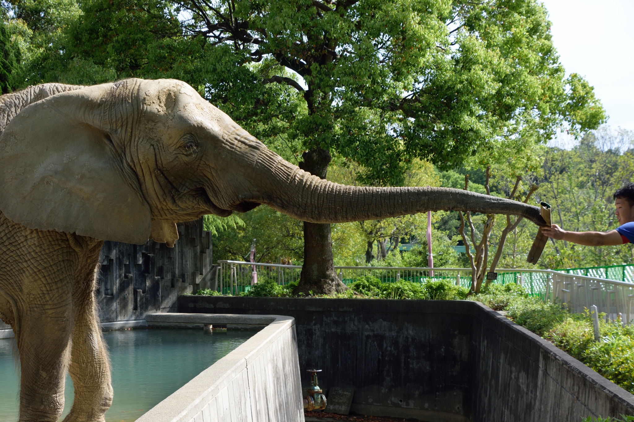 Nikon D7200 sample photo. アジア象 photography