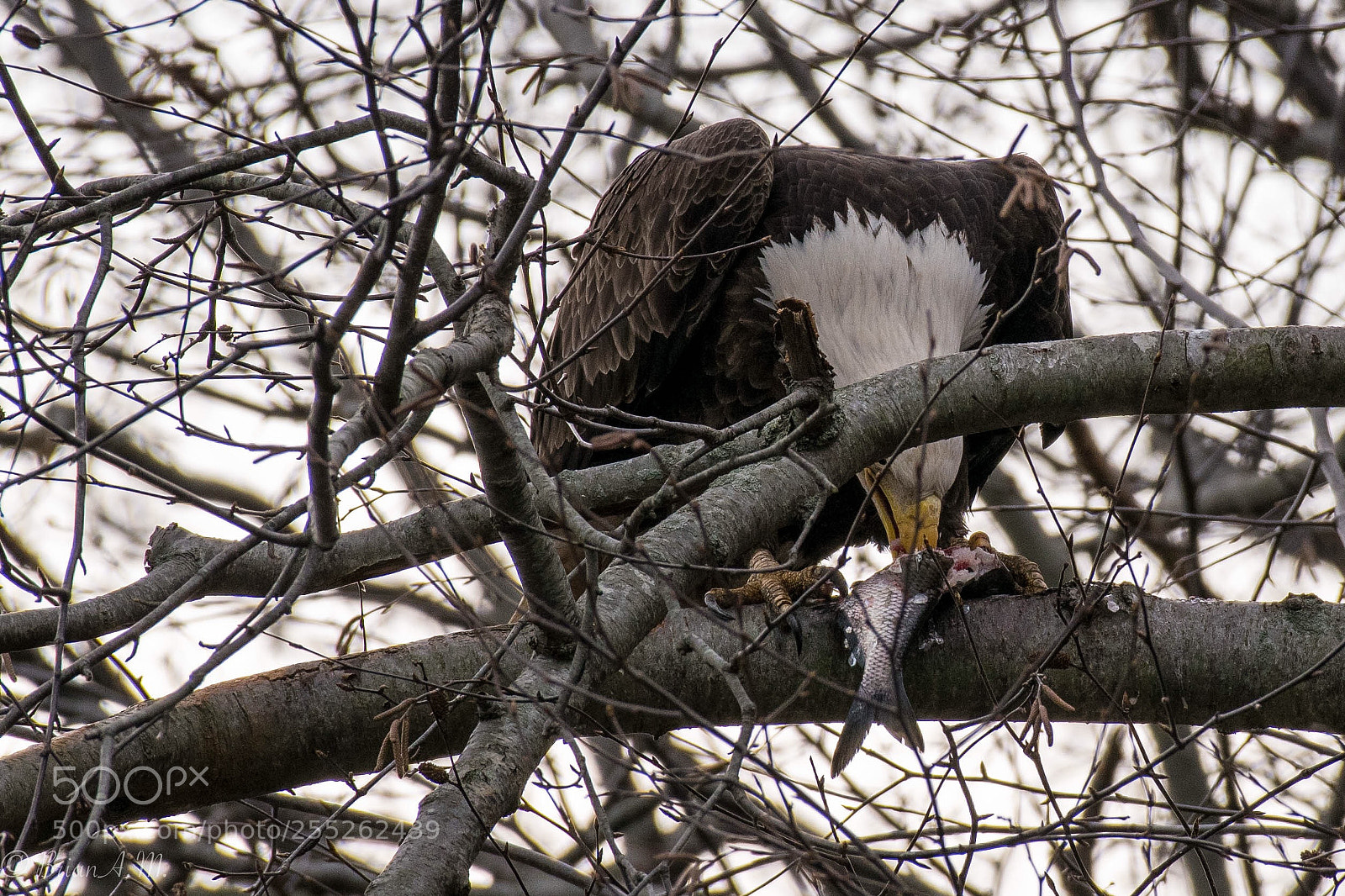 Nikon D5300 sample photo. Eagle eating photography