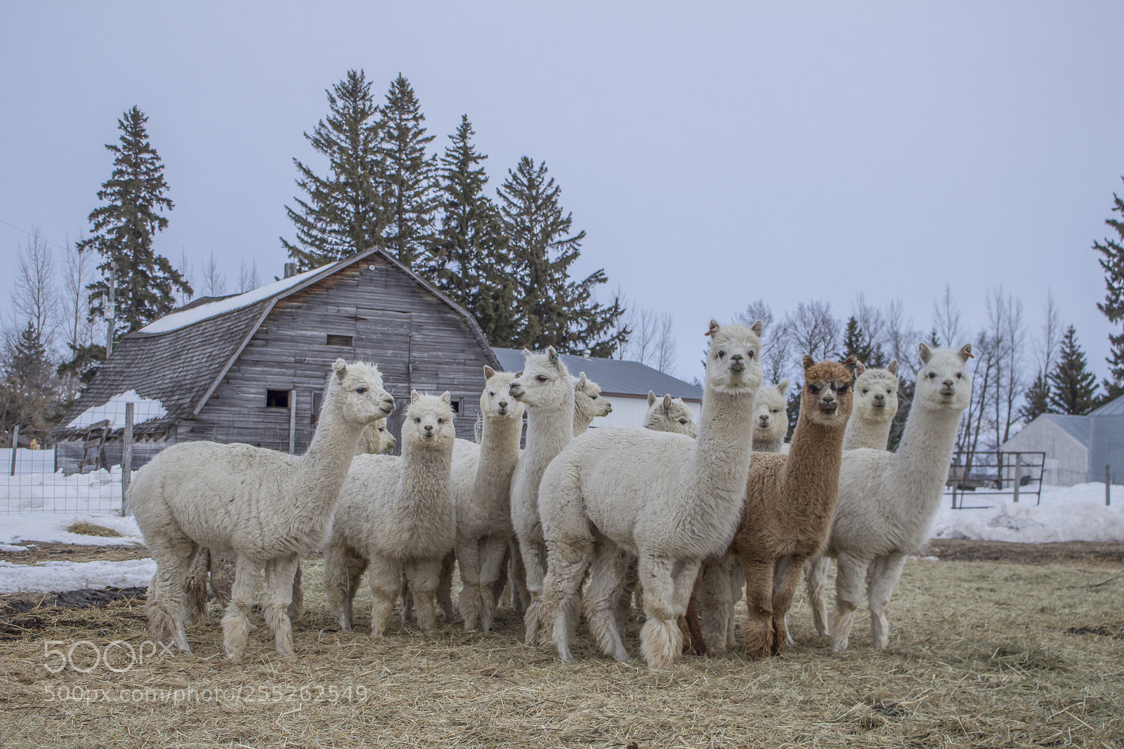 Canon EOS 600D (Rebel EOS T3i / EOS Kiss X5) sample photo. Alpacas photography
