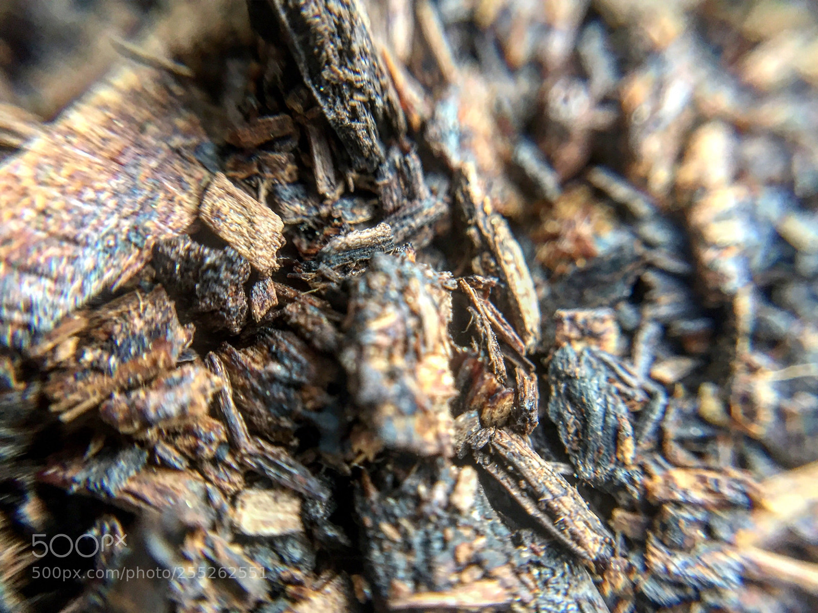 Apple iPhone 6 sample photo. Untitled photography