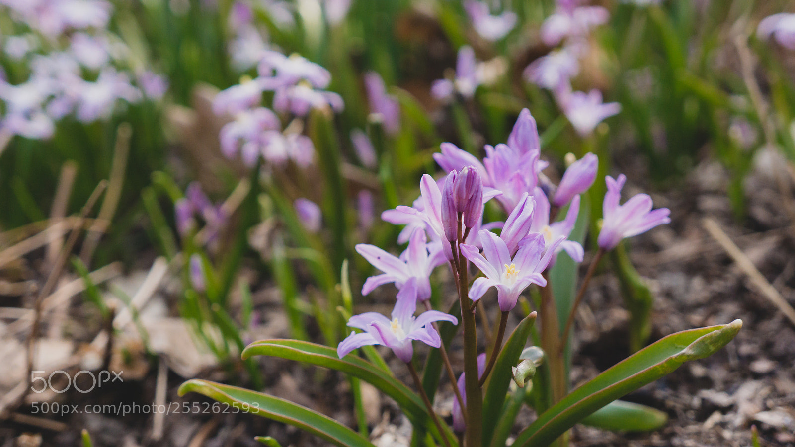 Sony Alpha NEX-7 sample photo. Untitled photography