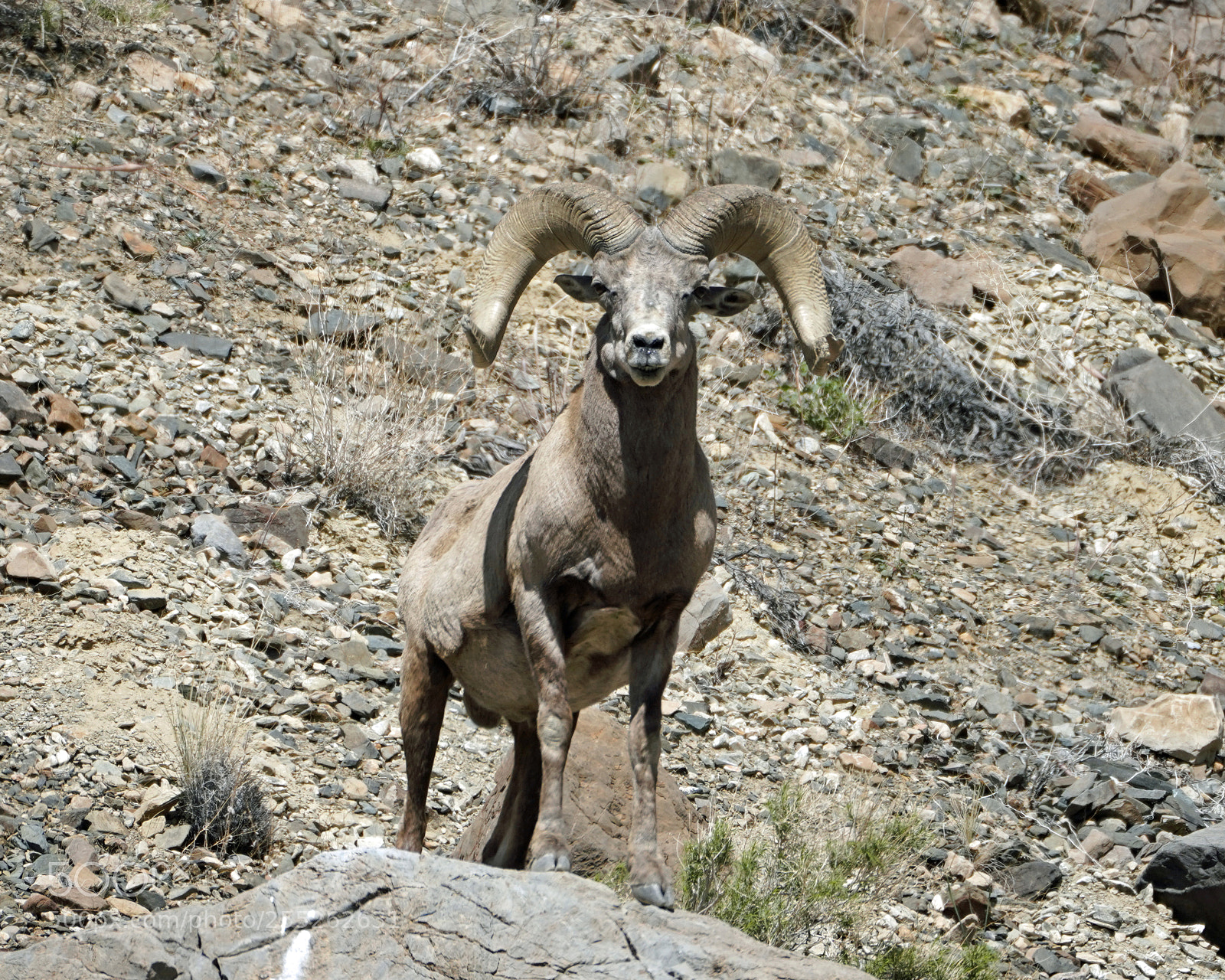 Sony a7R III sample photo. Mature bighorn sheep on photography