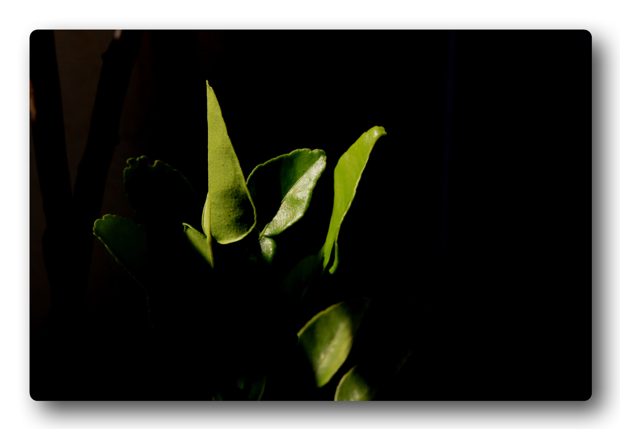 Canon EOS 7D sample photo. Lime tree #01 photography