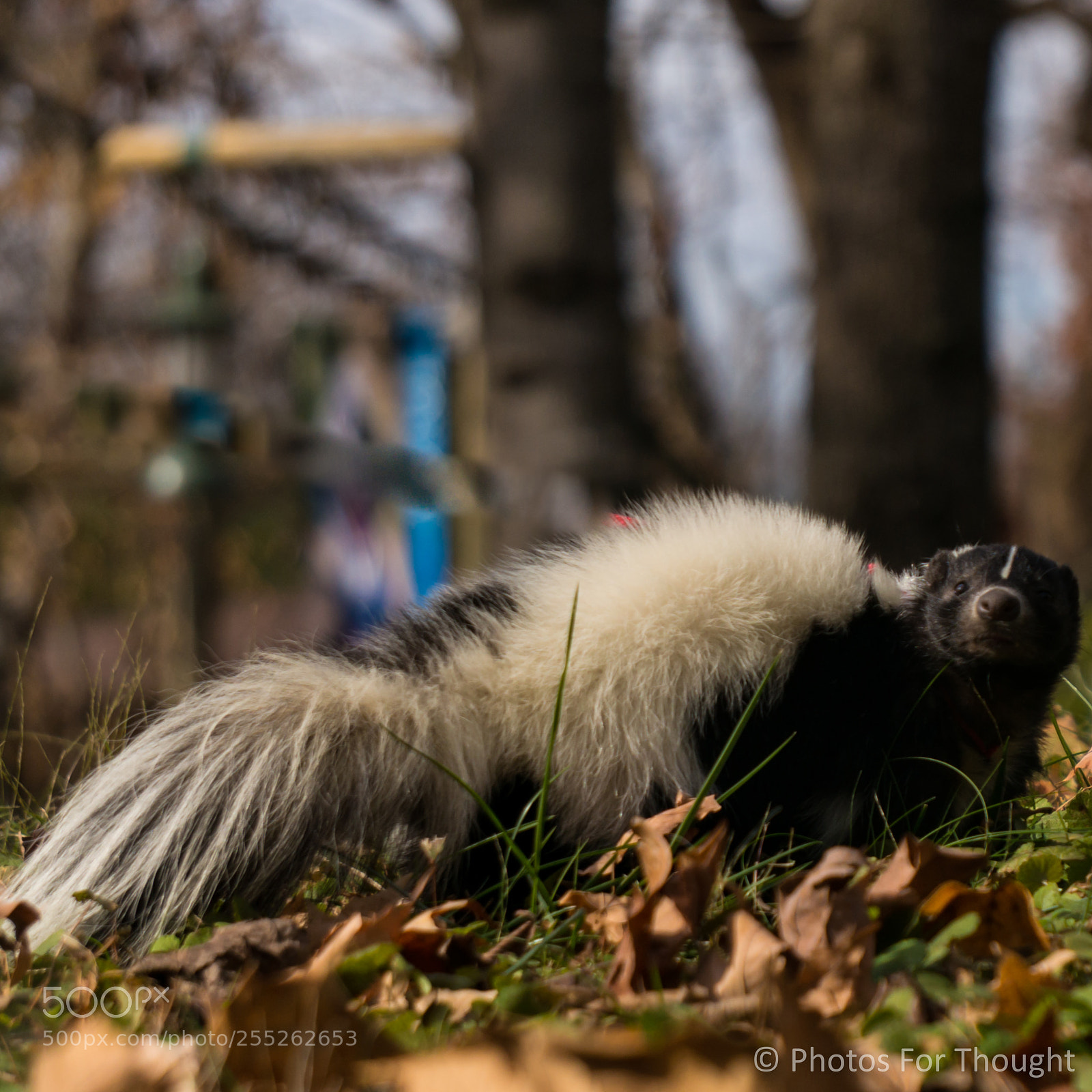 Sony Alpha NEX-5R sample photo. Pose photography