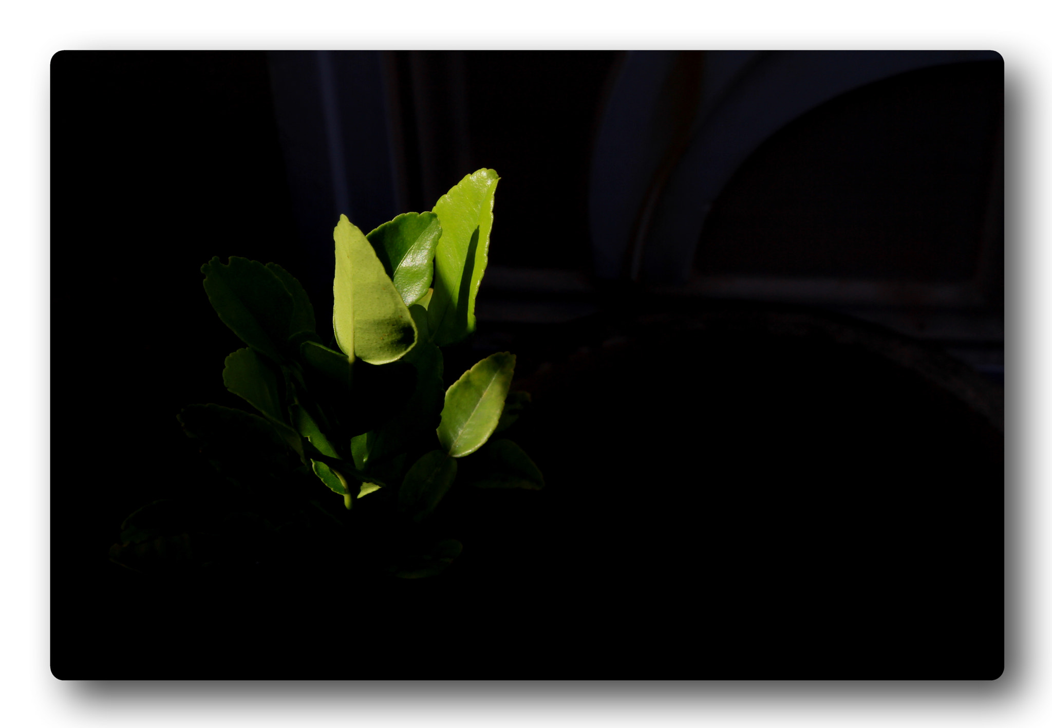 Canon EOS 7D sample photo. Lime tree #02 photography