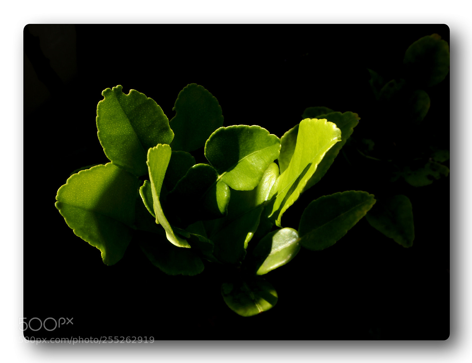 Olympus PEN E-PL7 sample photo. Lime tree #03 photography
