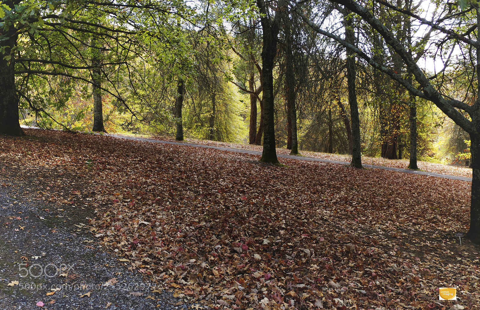 Olympus OM-D E-M5 II sample photo. Autumn leaves photography