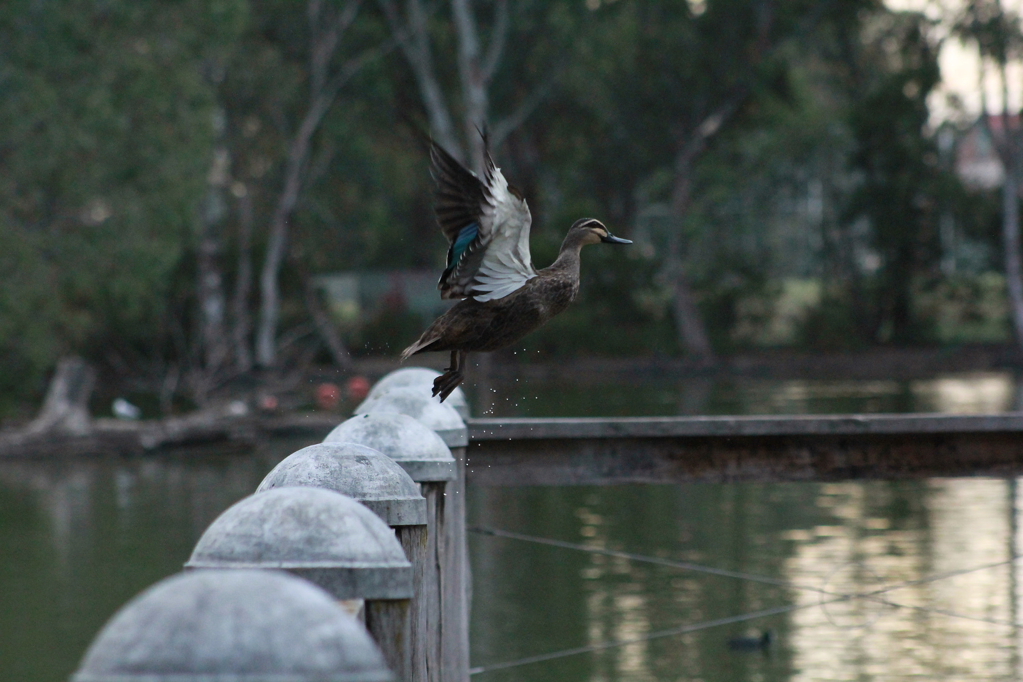 Canon EF 75-300mm f/4-5.6 sample photo