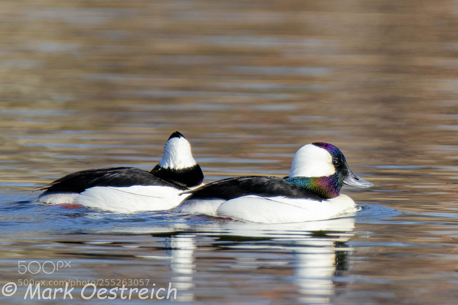 Canon EOS 80D sample photo. Buffleheads photography