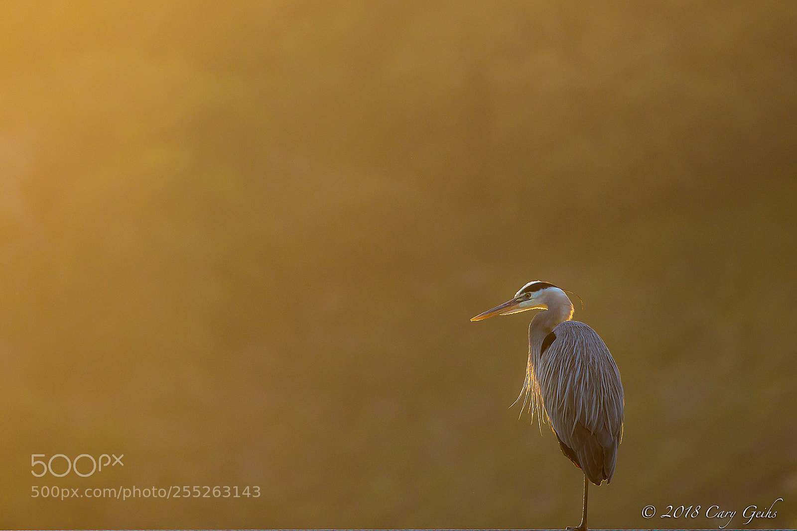 Canon EOS 7D Mark II sample photo. Great blue heron photography