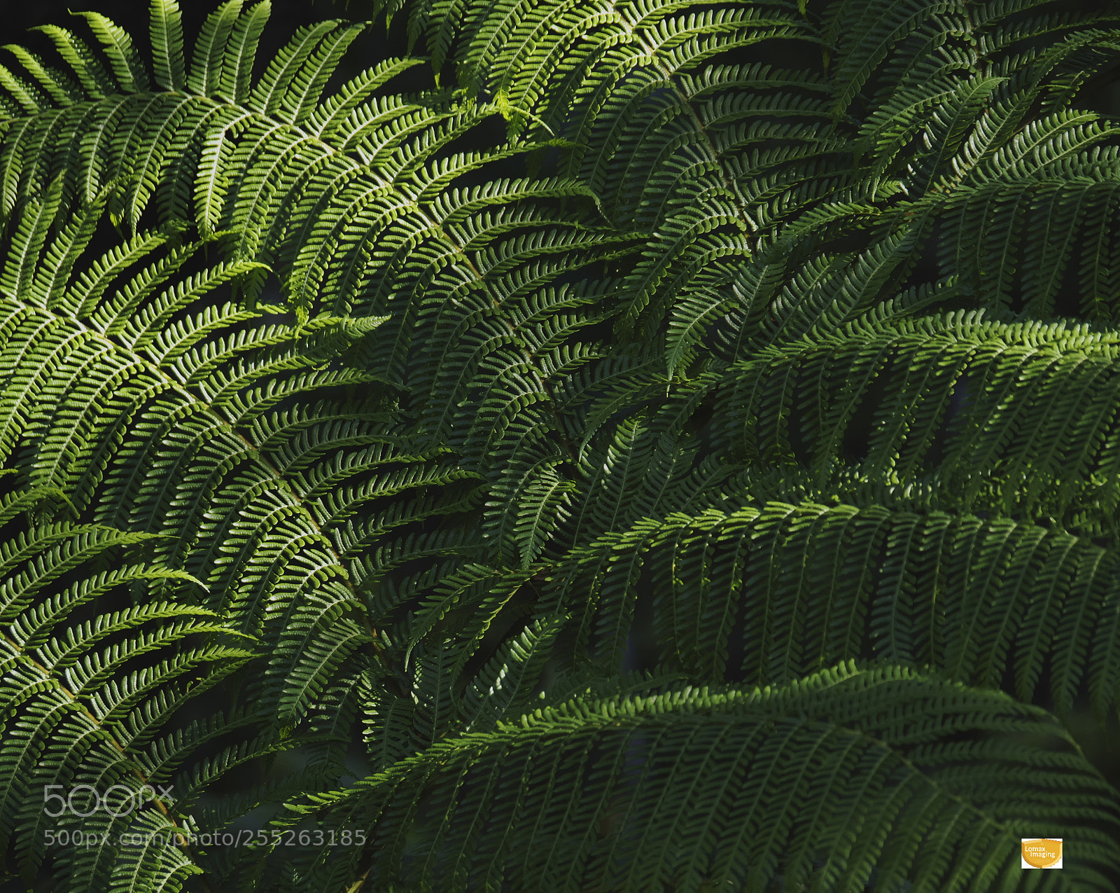 Olympus OM-D E-M5 II sample photo. Green patterns photography