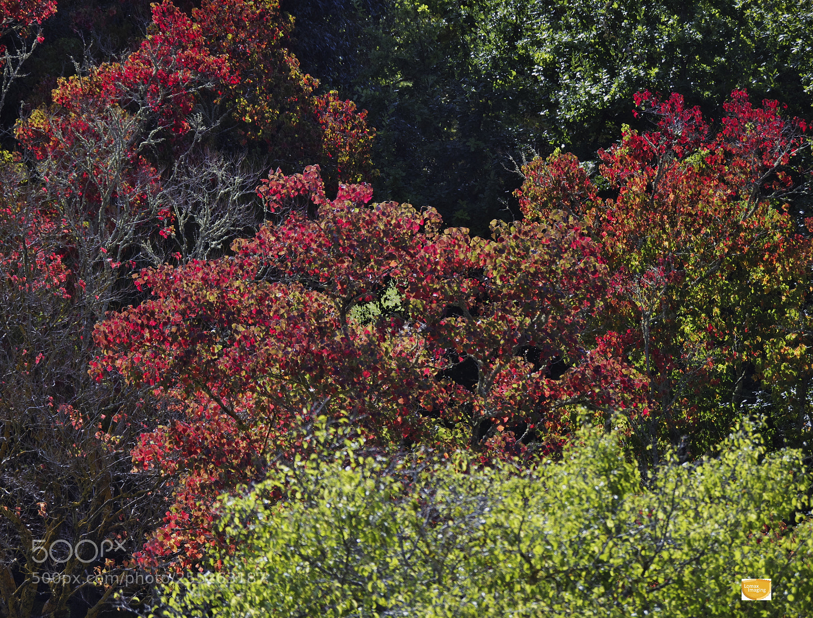 Olympus OM-D E-M5 II sample photo. Red n green photography
