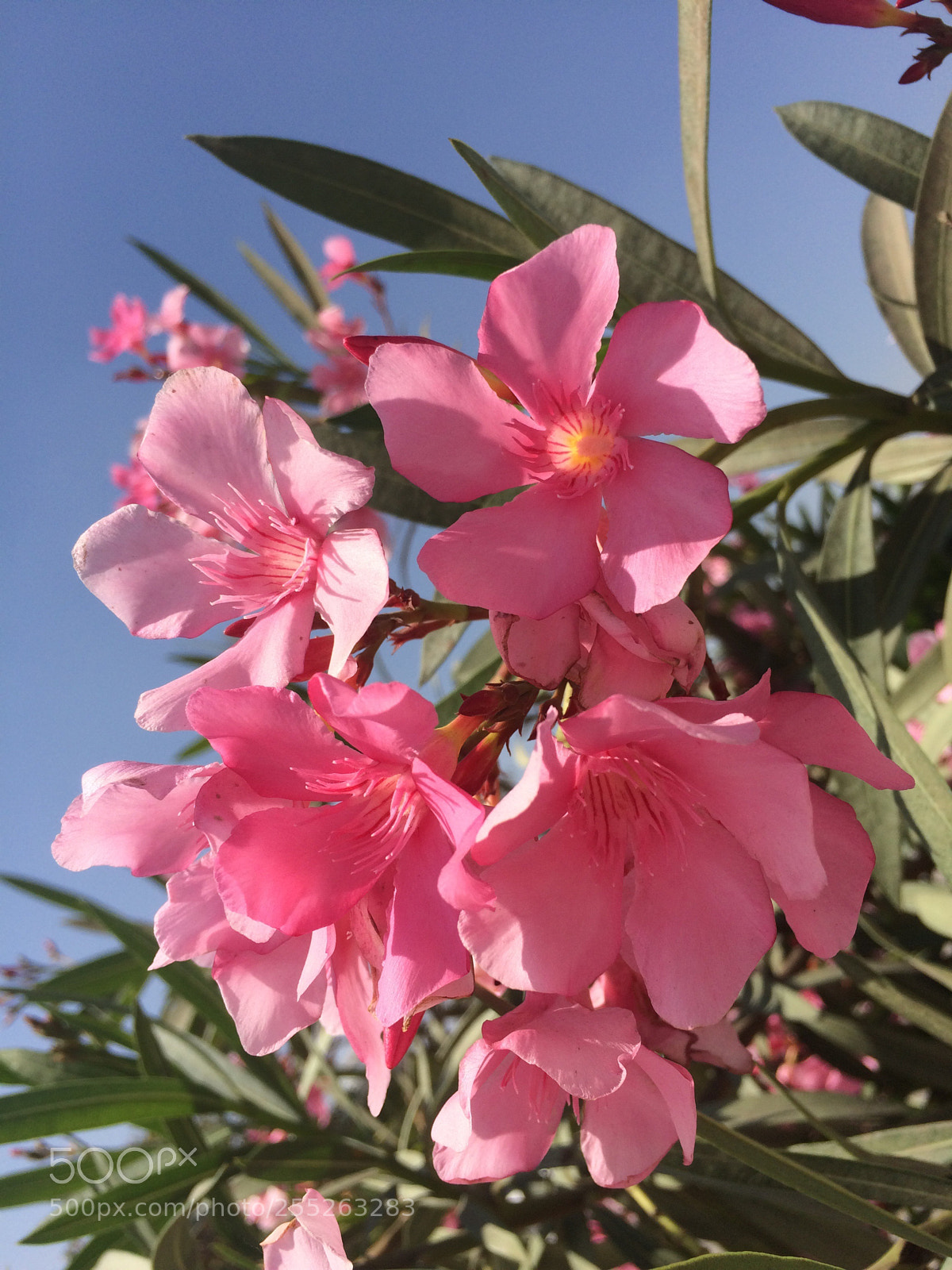 Apple iPhone 5s sample photo. Summer blossoms  photography