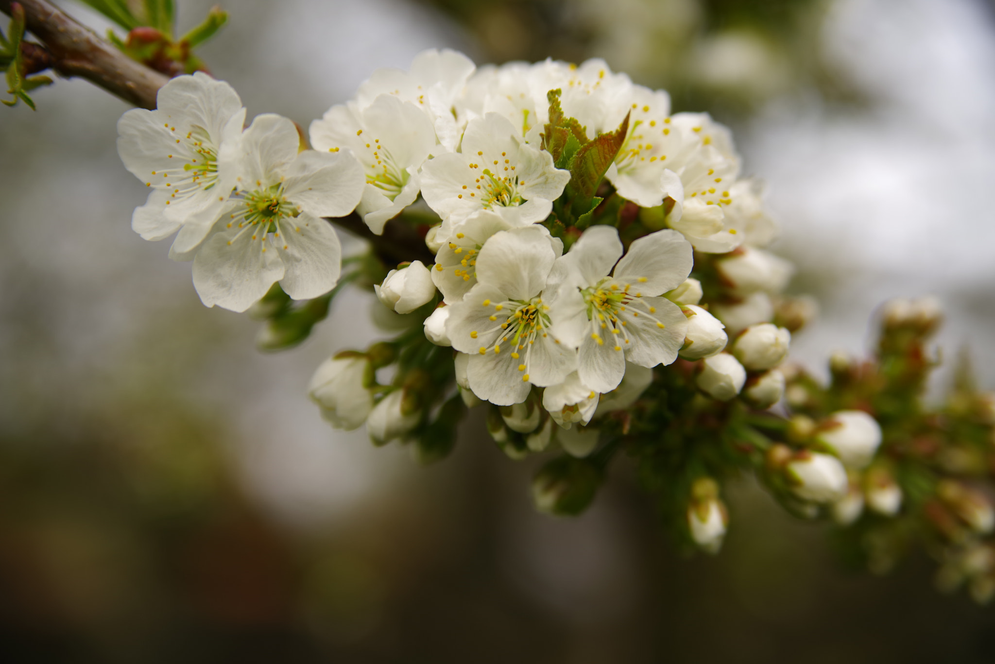 Pentax K-1 sample photo. Cherry-blossom photography