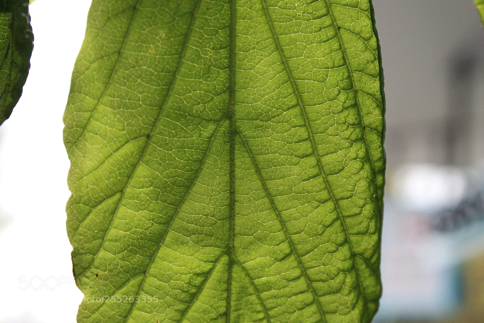 Canon EOS 1300D (EOS Rebel T6 / EOS Kiss X80) sample photo. Leaf photography