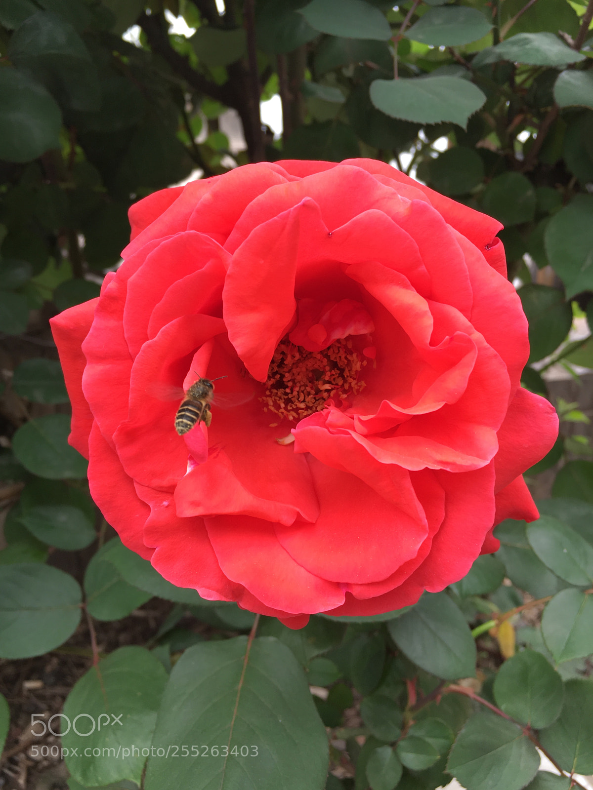 Apple iPhone 6s sample photo. China rose and bee photography