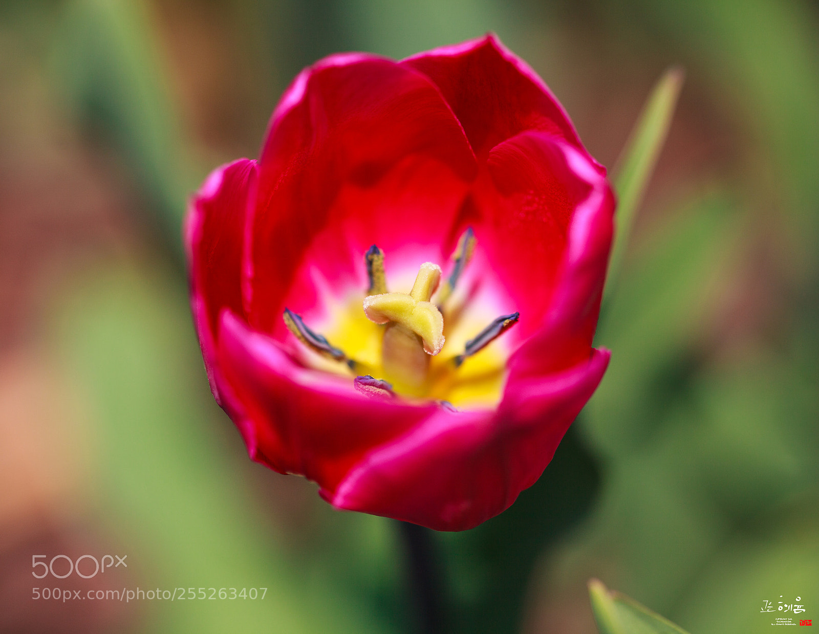 Canon EOS 5D Mark II sample photo. Tulip photography