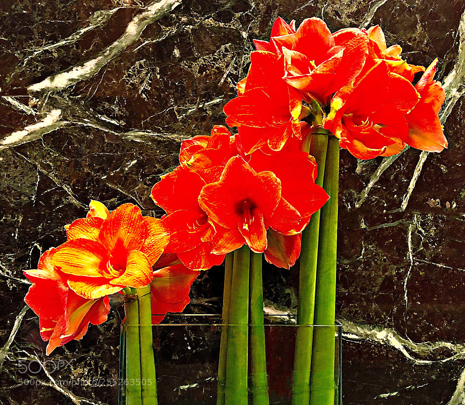 Apple iPhone X sample photo. Flowers photography