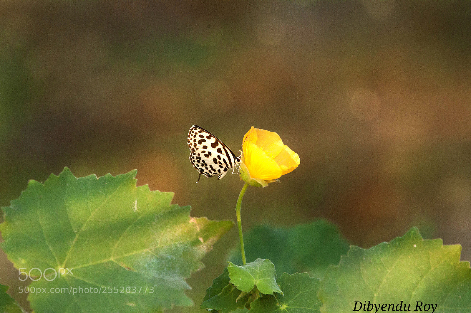 Canon EOS 500D (EOS Rebel T1i / EOS Kiss X3) sample photo. Golden light,golden flower and photography