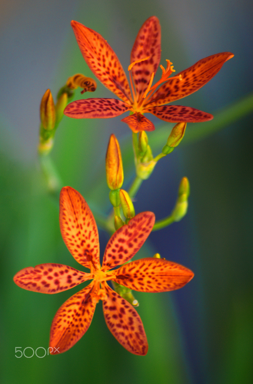 Nikon D3000 + Sigma 70-300mm F4-5.6 APO DG Macro sample photo. Blackberry lily iris domestica photography