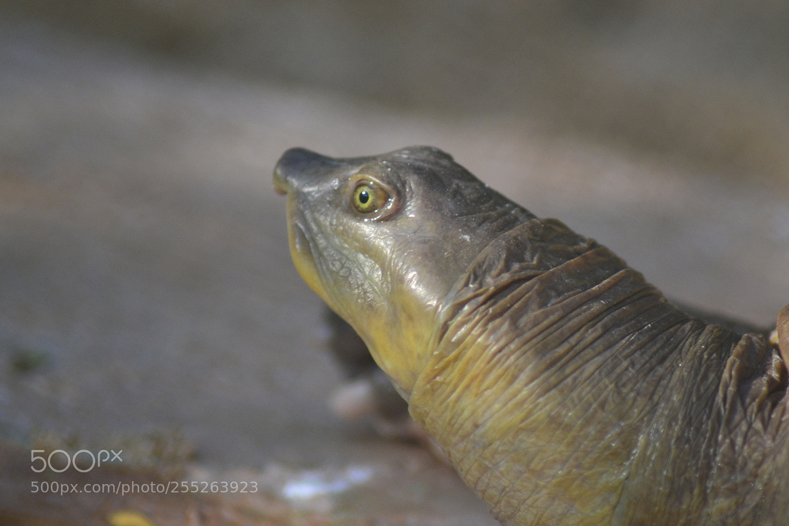 Nikon D3100 sample photo. Stretching out its neck photography