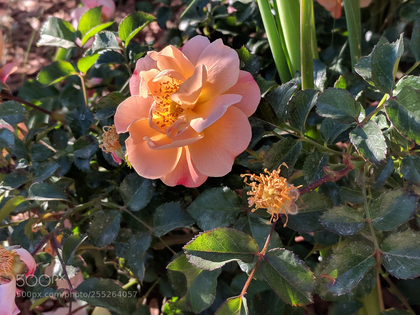 Google Pixel sample photo. Untitled photography