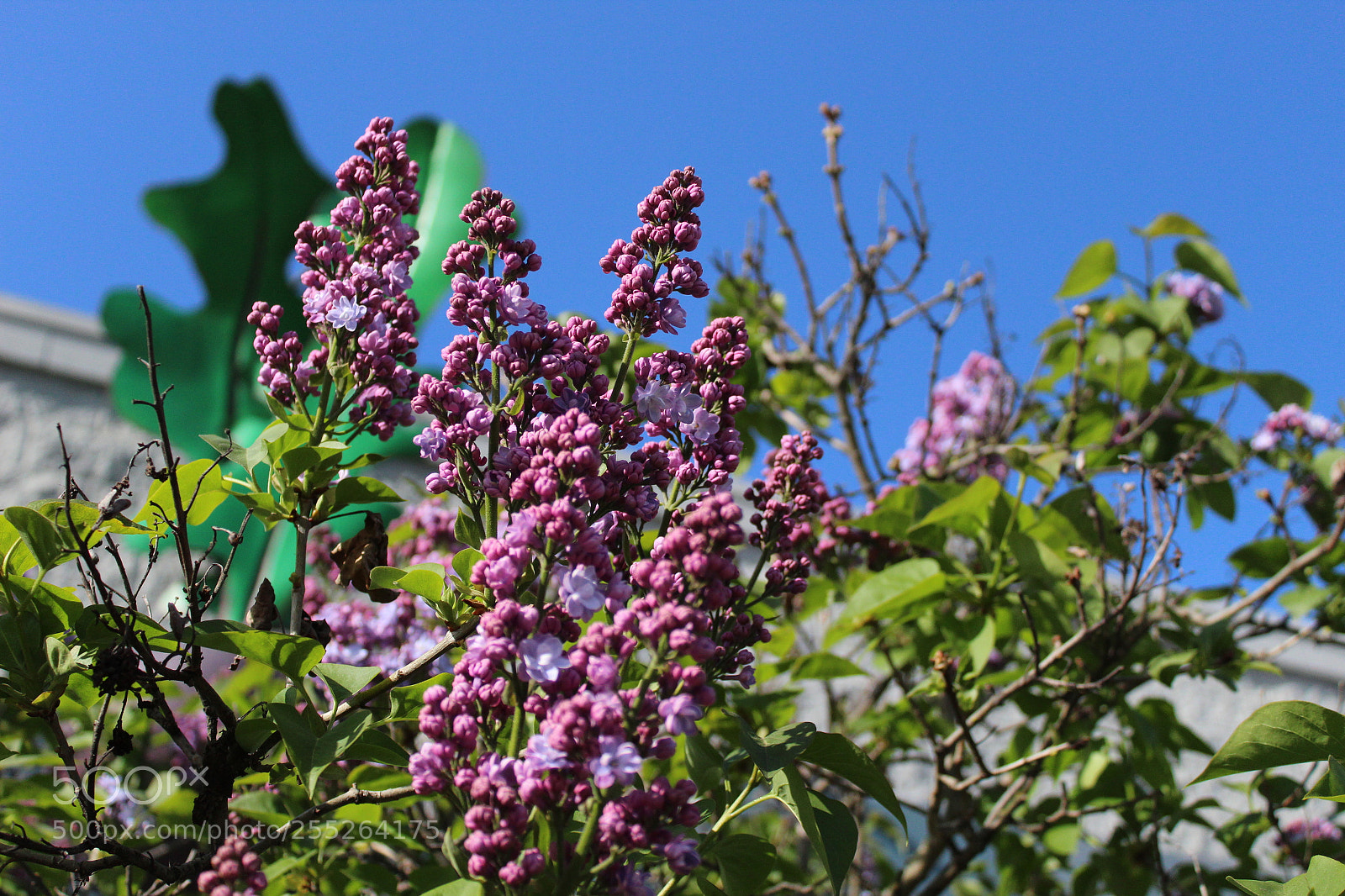 Canon EOS 1300D (EOS Rebel T6 / EOS Kiss X80) sample photo. Reaching for the sky photography