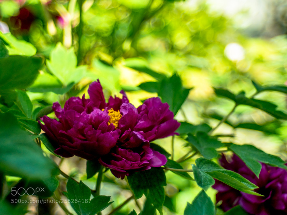 Olympus OM-D E-M1 Mark II sample photo. Untitled photography