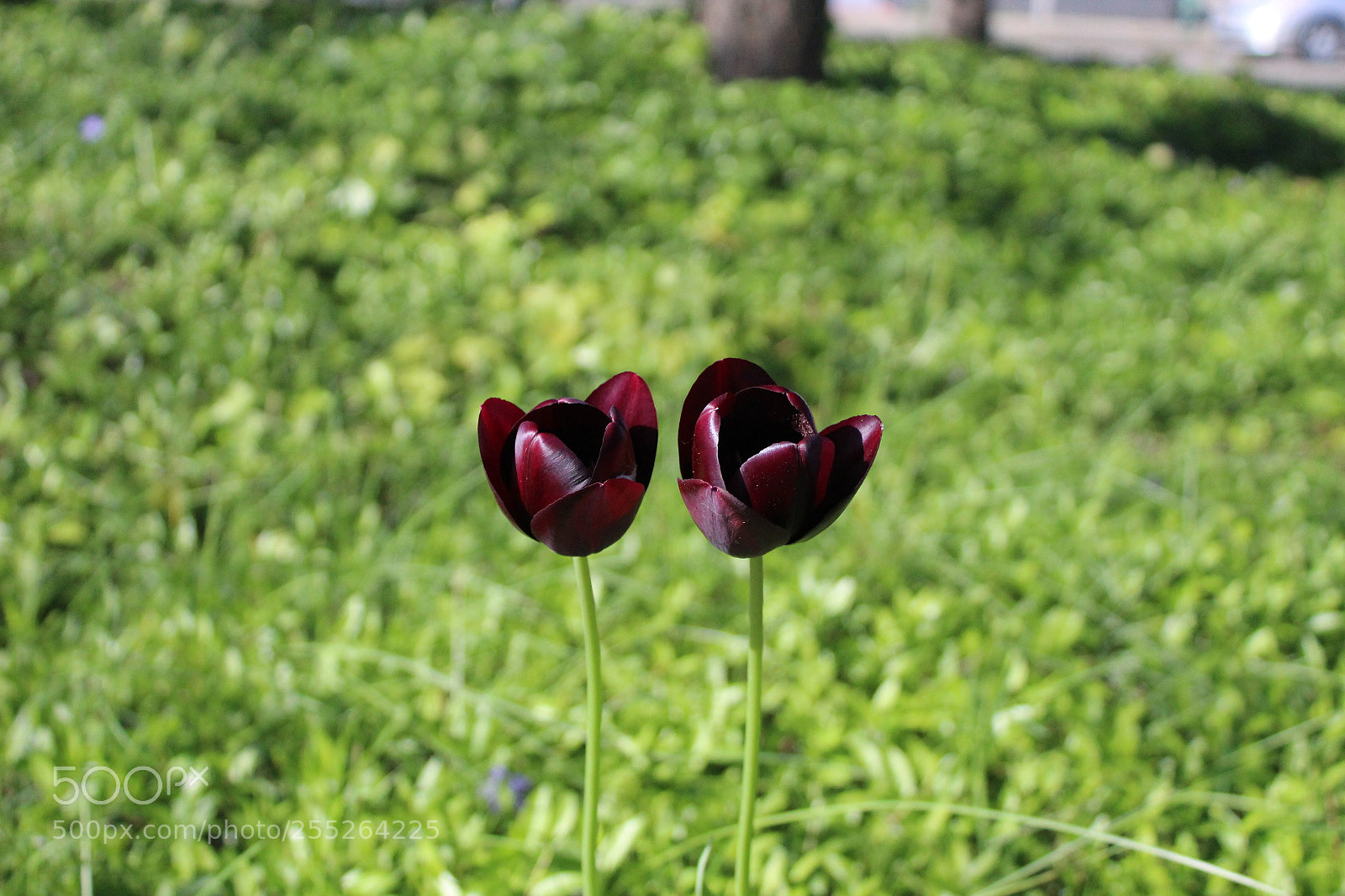 Canon EOS 1300D (EOS Rebel T6 / EOS Kiss X80) sample photo. Untitled photography