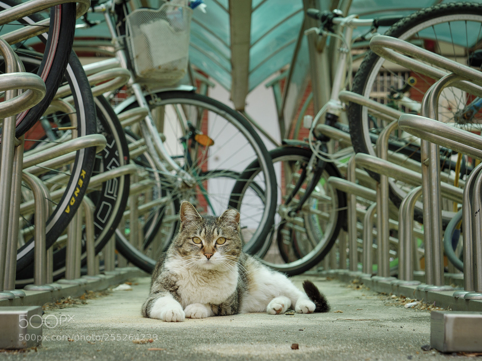 Panasonic Lumix DC-G9 sample photo. 자전거 보관소 사이의 고양이 photography