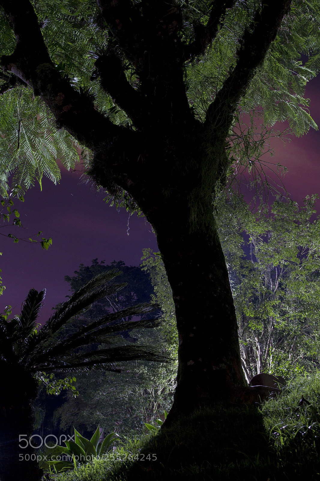 Canon EOS 700D (EOS Rebel T5i / EOS Kiss X7i) sample photo. Flamboyant under alien sky photography