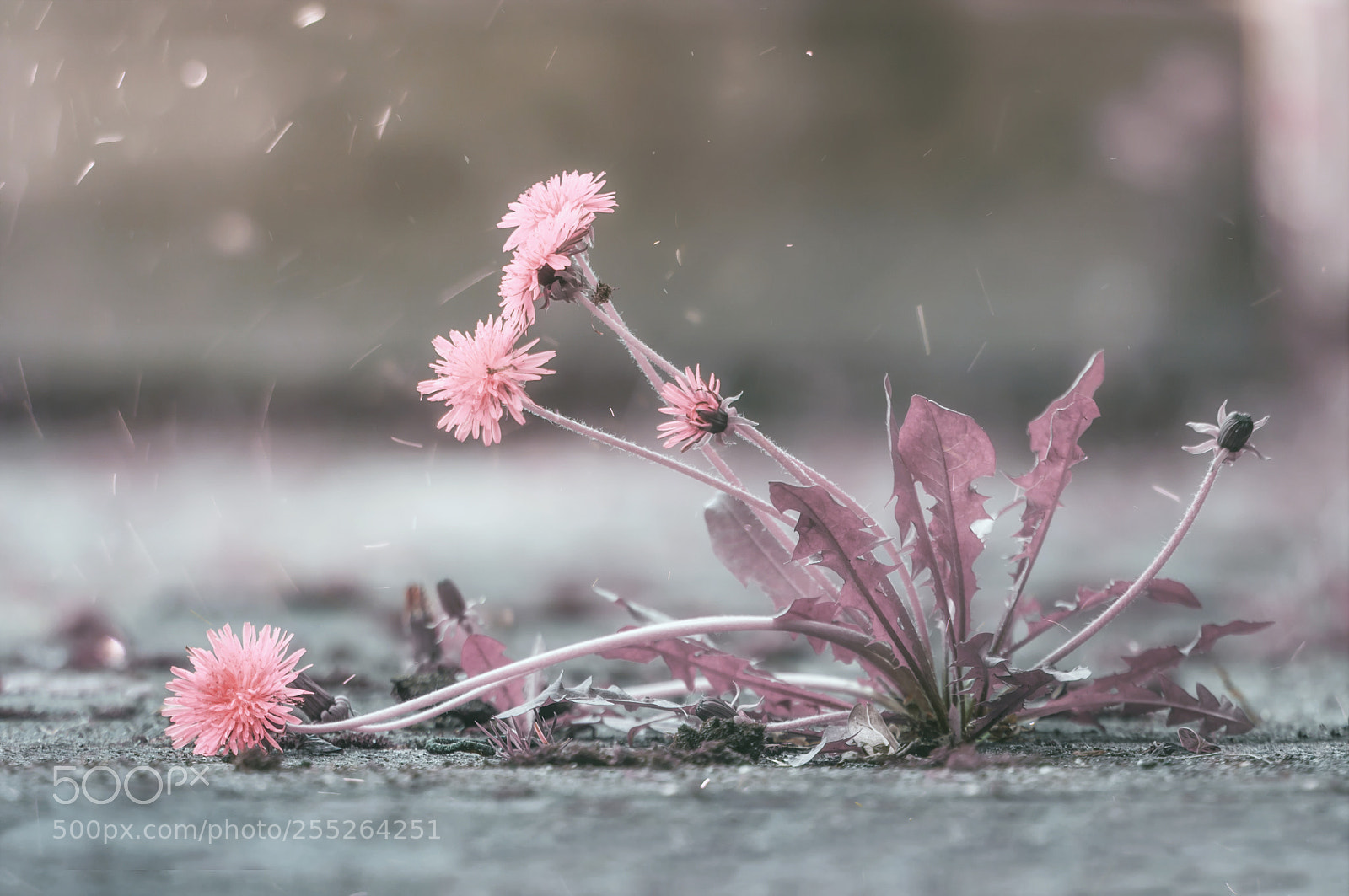 Nikon D300 sample photo. Pink photography
