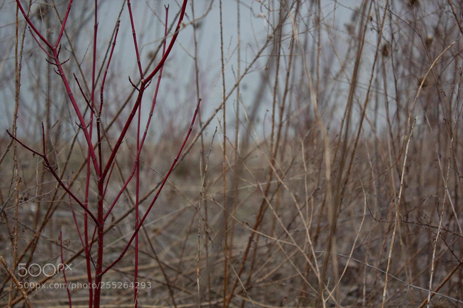 Canon EOS 600D (Rebel EOS T3i / EOS Kiss X5) sample photo. Img photography