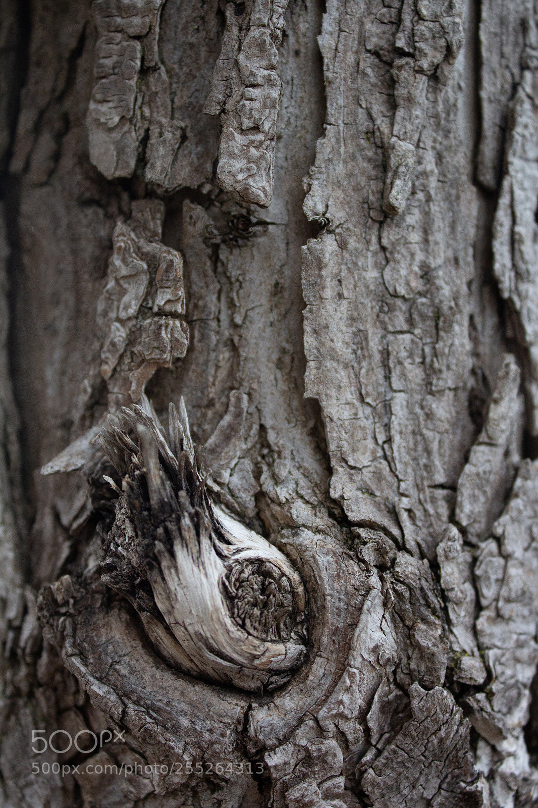 Canon EOS 600D (Rebel EOS T3i / EOS Kiss X5) sample photo. Img photography