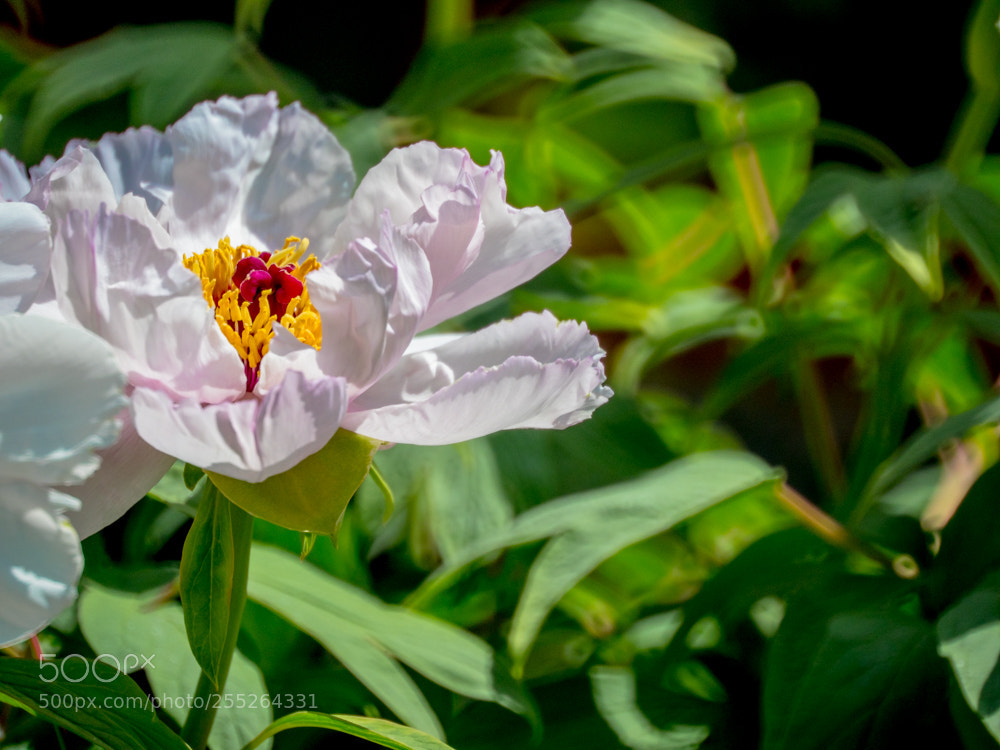 Olympus OM-D E-M1 Mark II sample photo. Untitled photography
