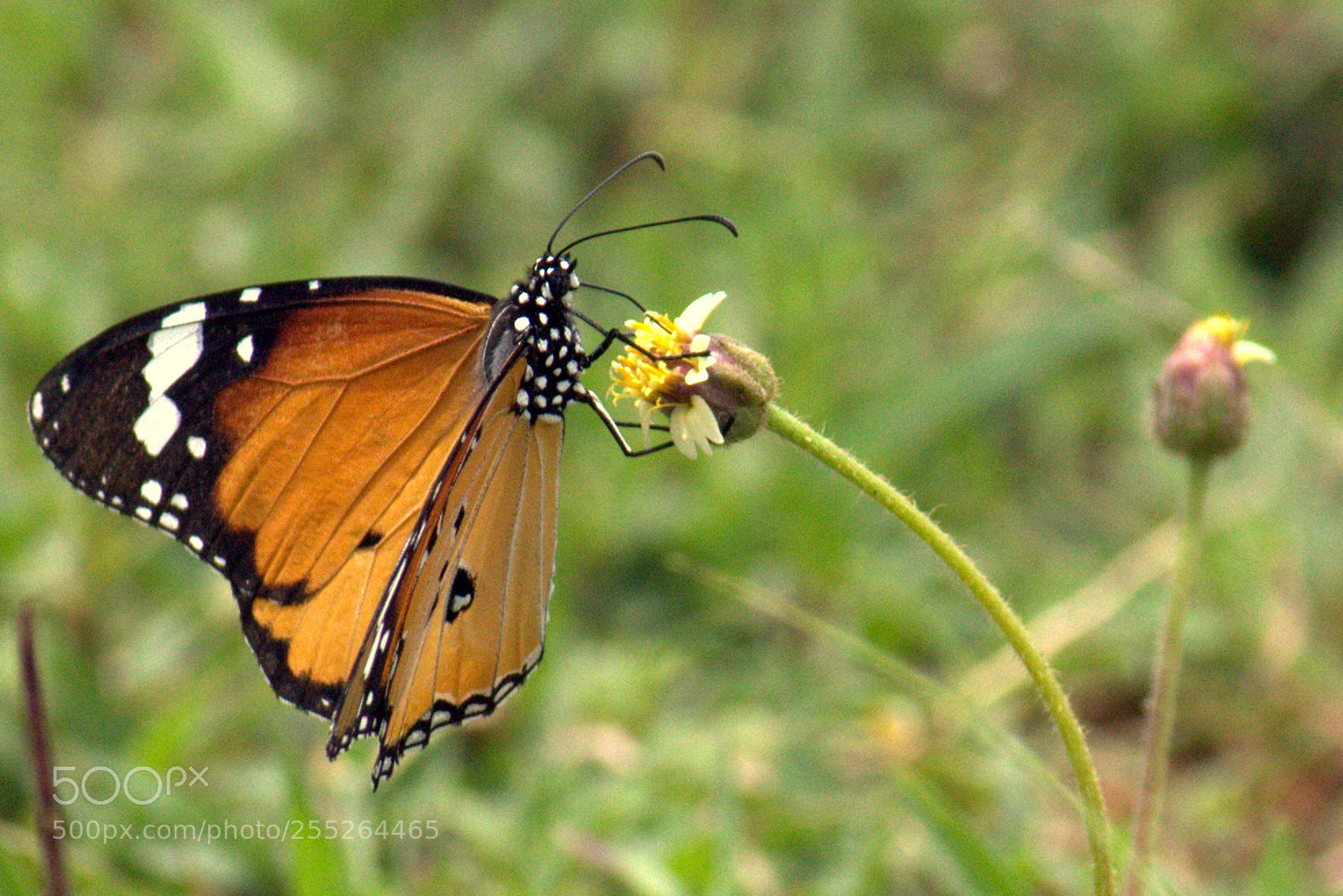 Canon EF-S 55-250mm F4-5.6 IS II sample photo. Plain tiger photography