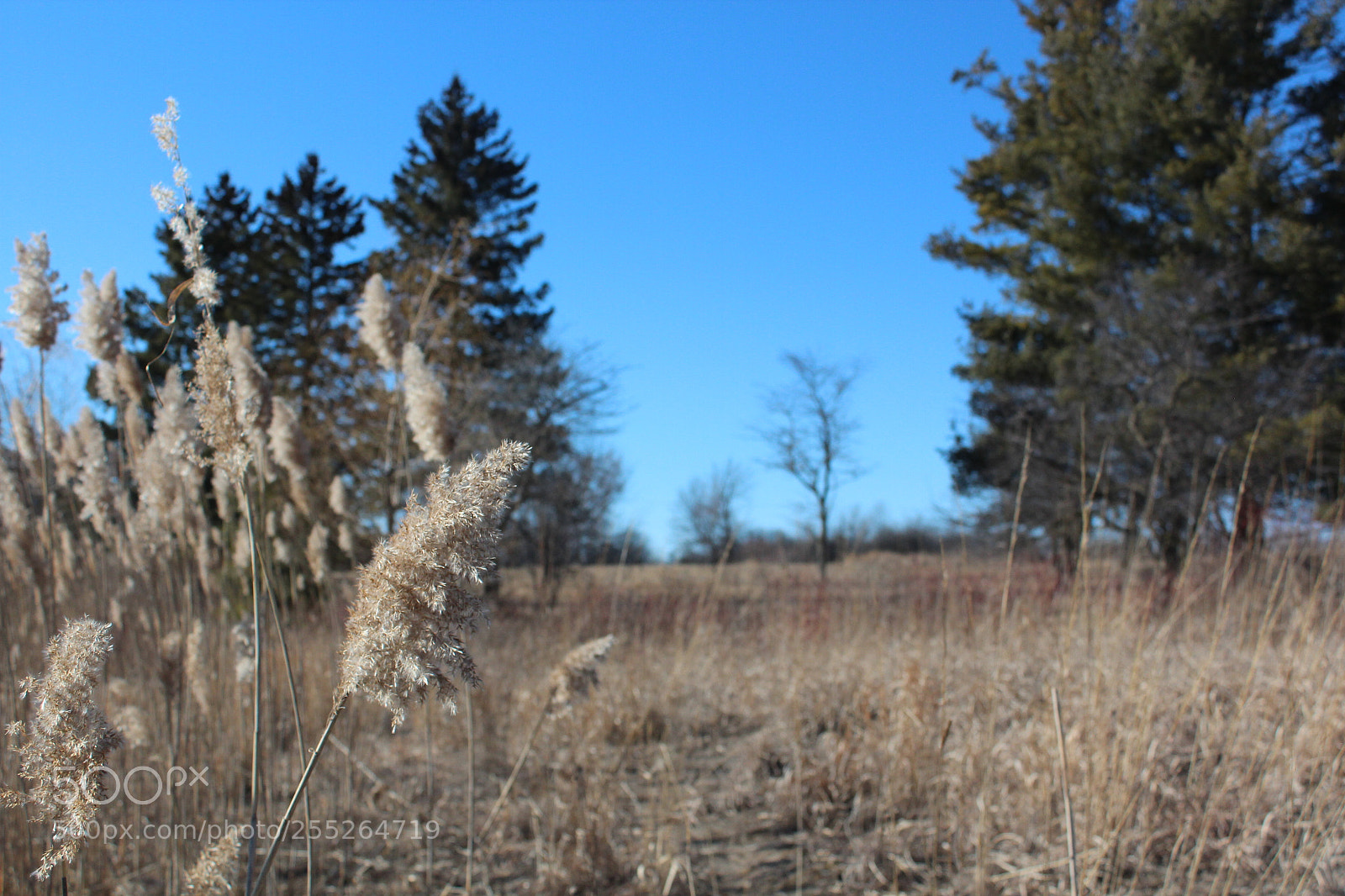 Canon EOS 600D (Rebel EOS T3i / EOS Kiss X5) sample photo. Img photography