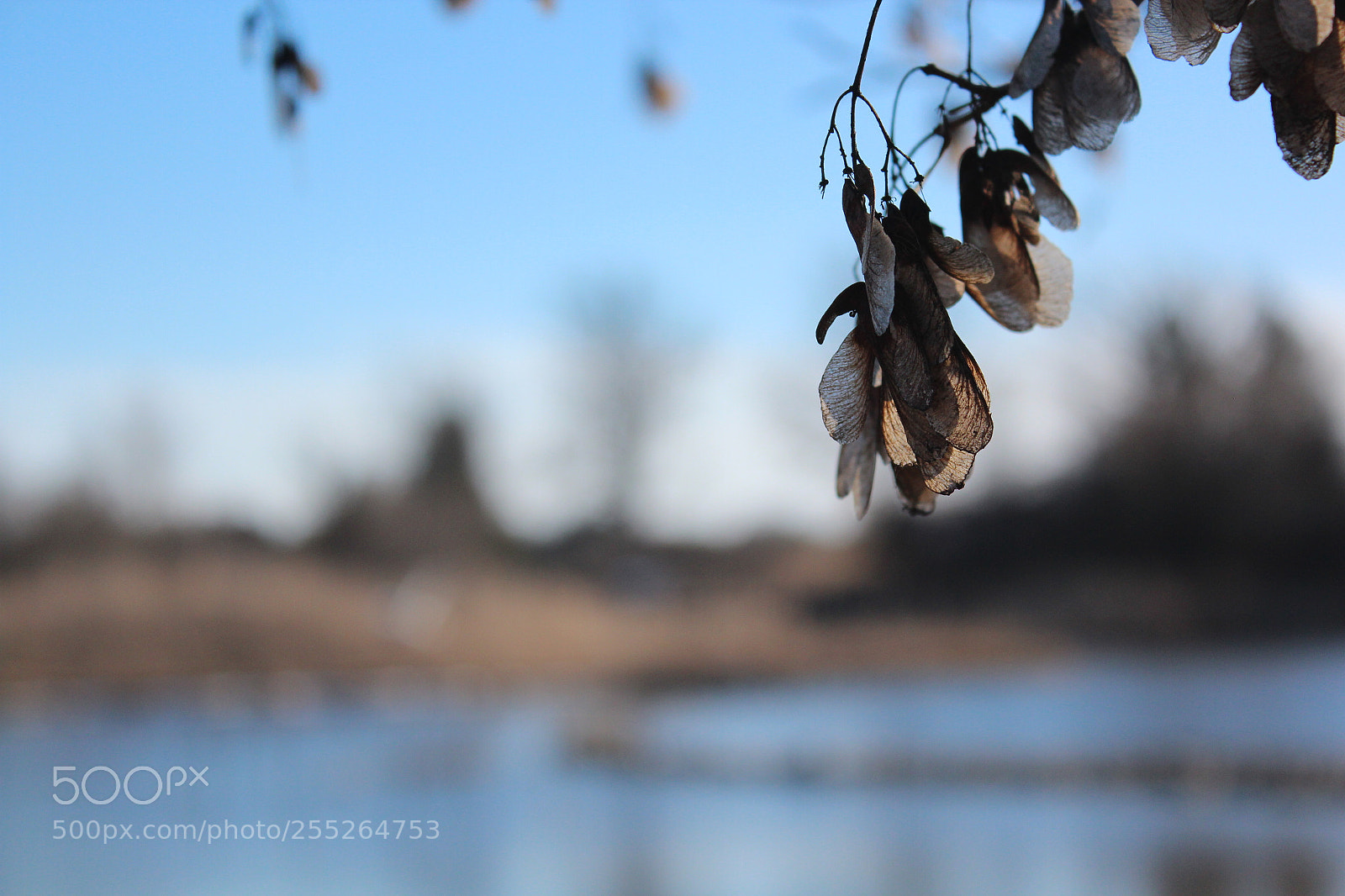 Canon EOS 600D (Rebel EOS T3i / EOS Kiss X5) sample photo. Img photography