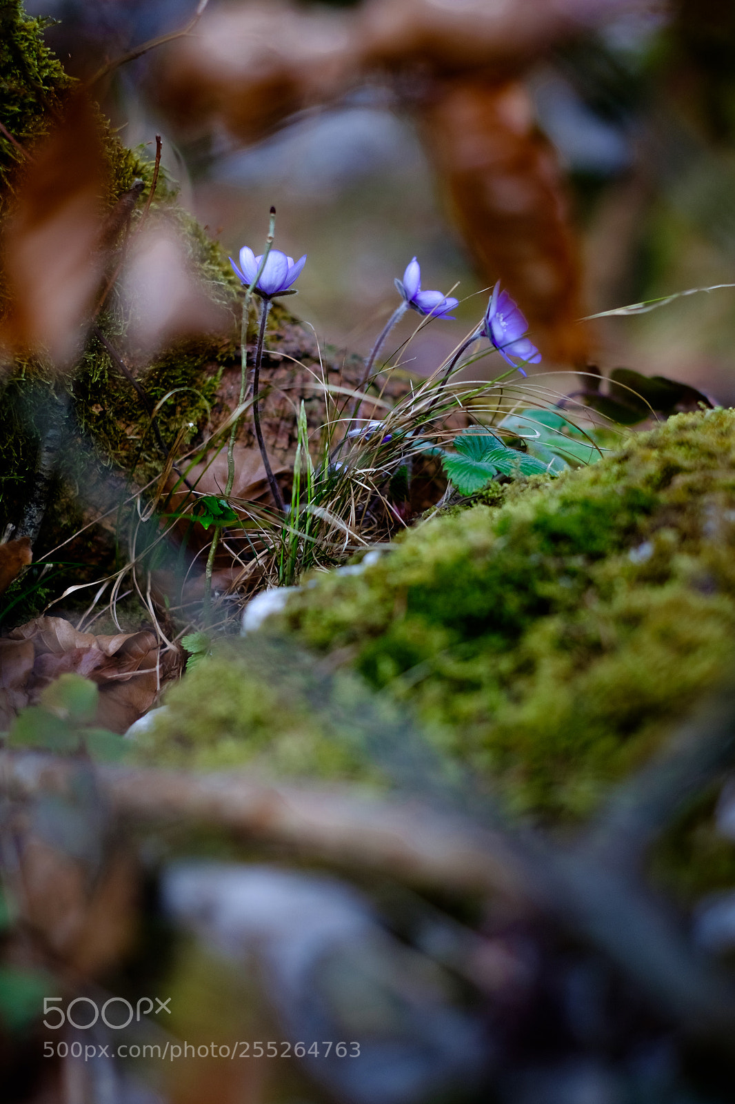 Fujifilm X-T1 sample photo. Sprouts photography