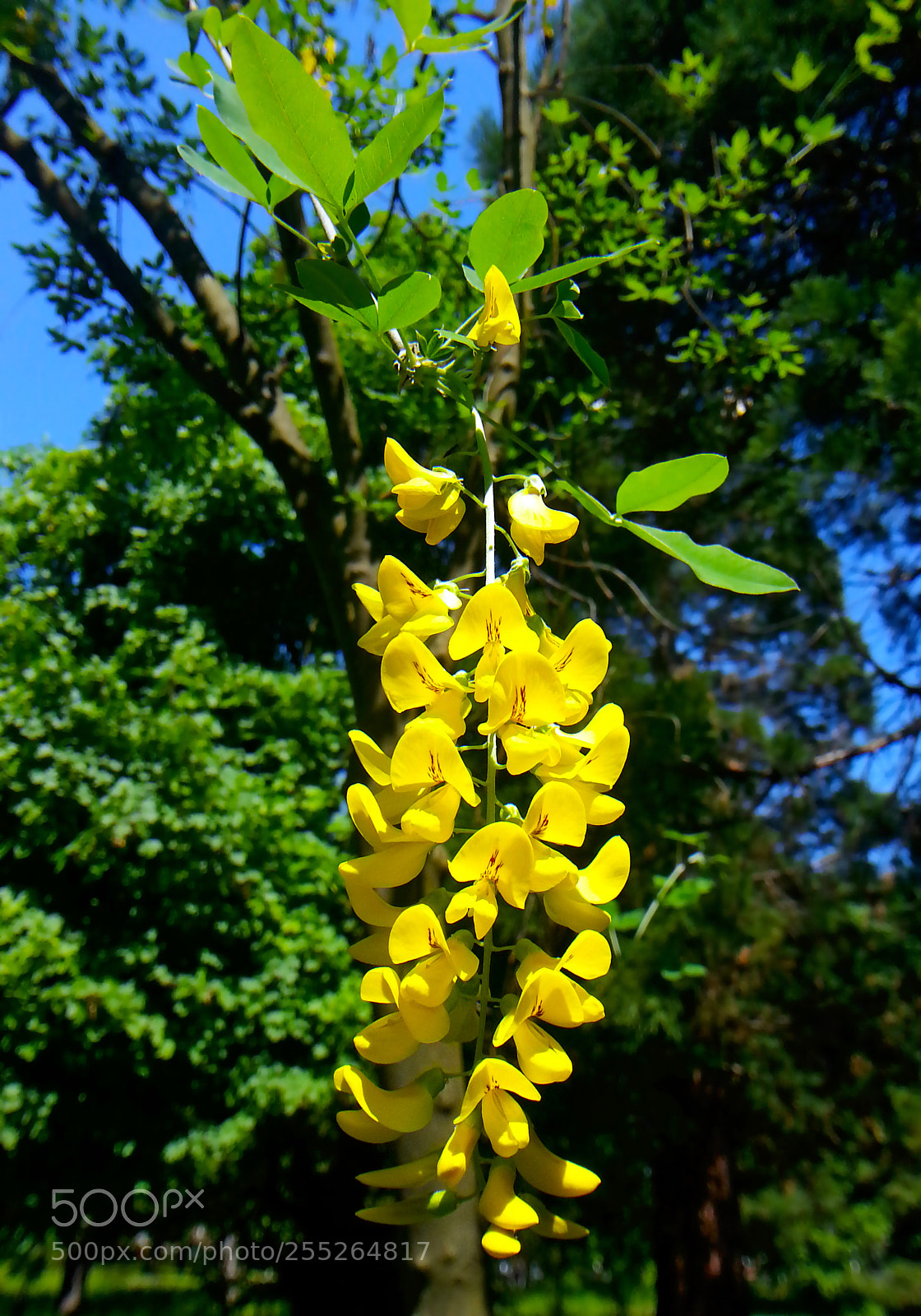 Samsung Galaxy Note2 sample photo. Flower photography