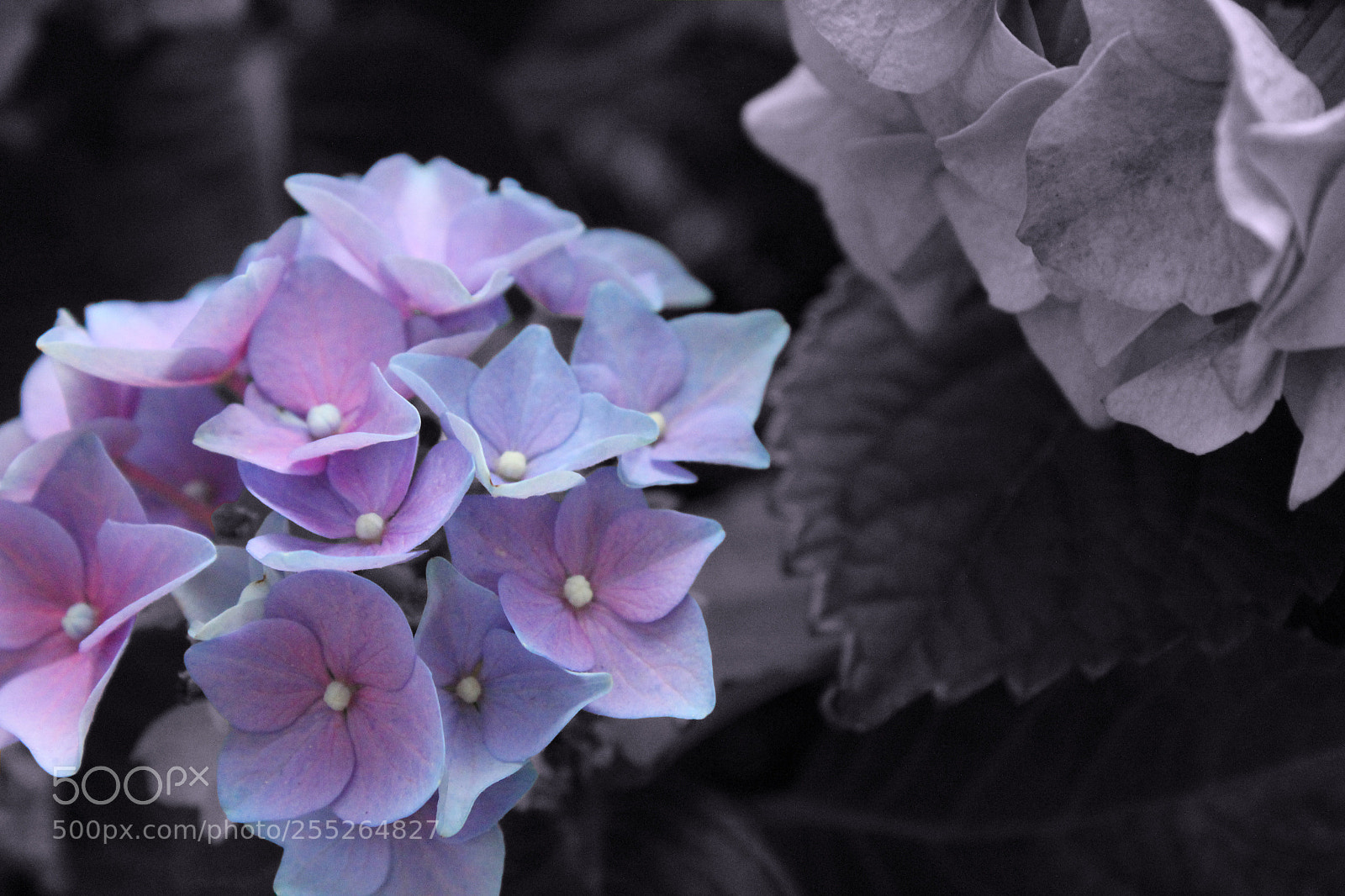 Canon EOS 1300D (EOS Rebel T6 / EOS Kiss X80) sample photo. Blue hydrangea  photography