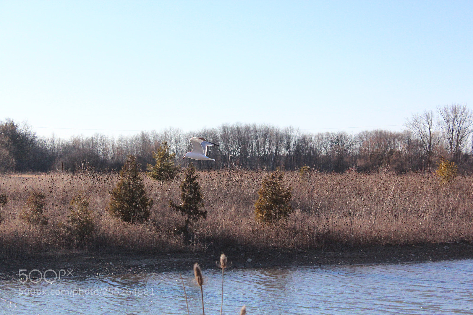 Canon EOS 600D (Rebel EOS T3i / EOS Kiss X5) sample photo. Img photography