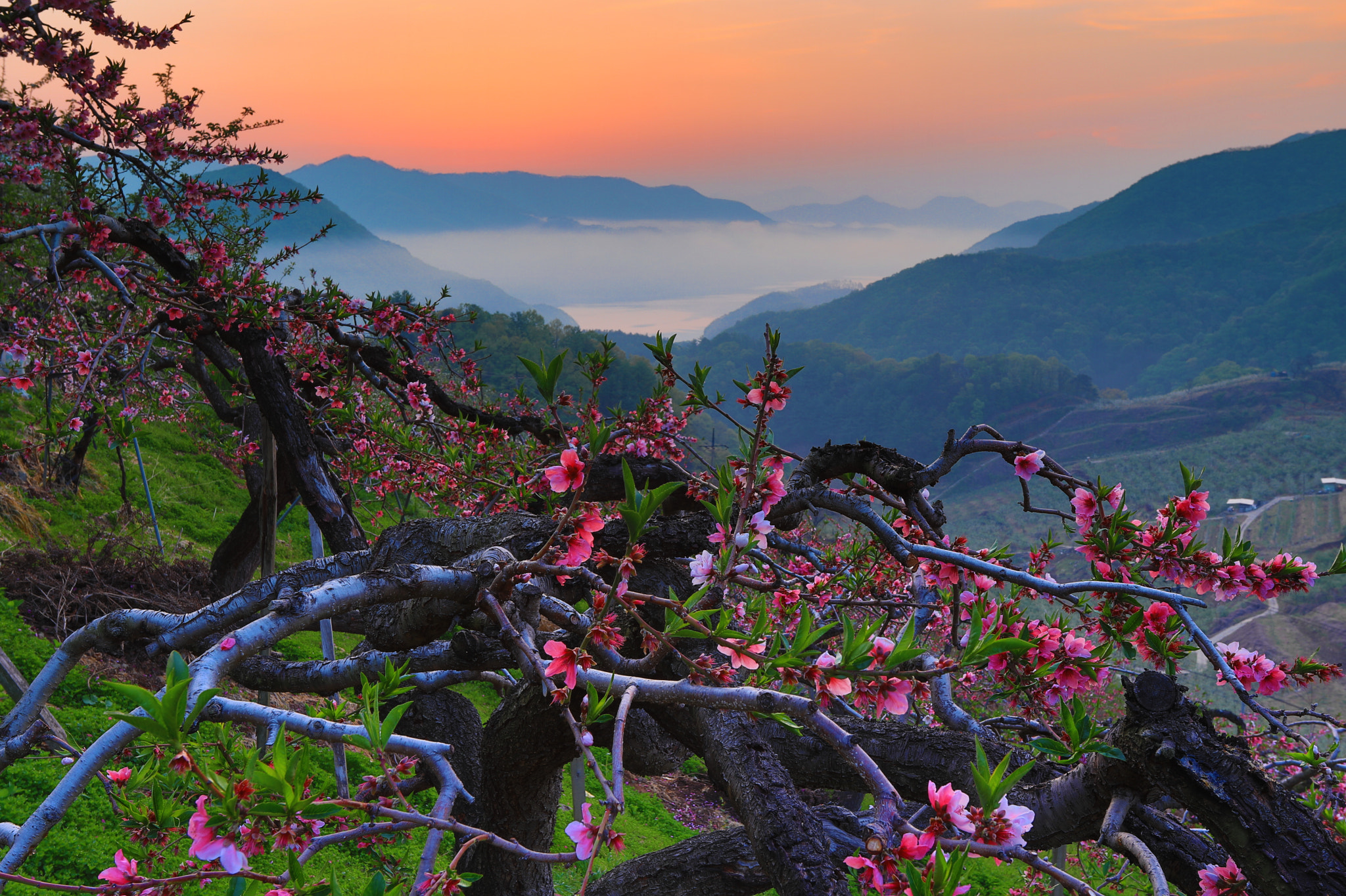 Canon EF 17-40mm F4L USM sample photo. Peach field sunrise photography