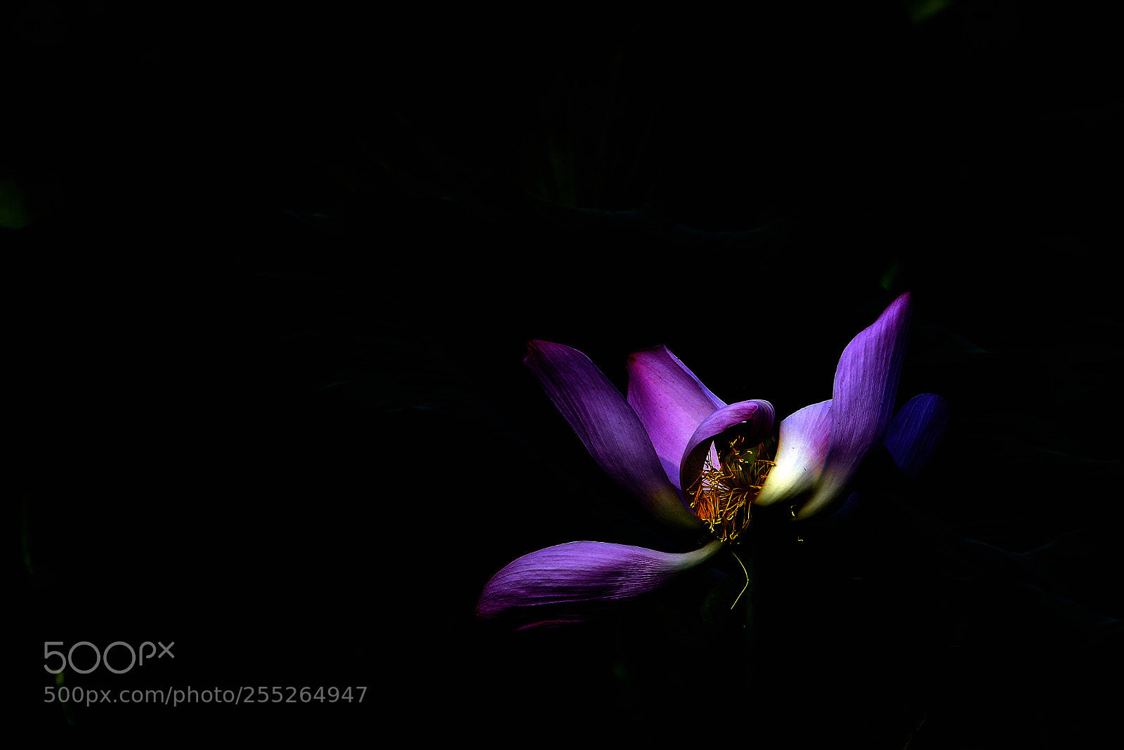 Nikon D800 sample photo. Untitled photography